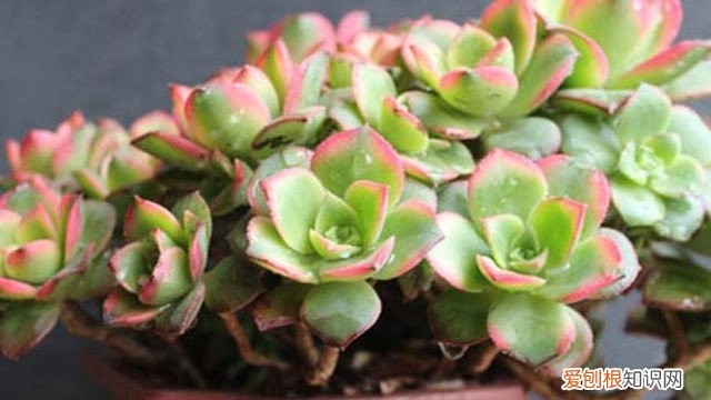 夕映爱多肉 夕映爱怎么养