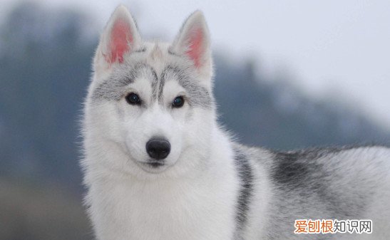 哈士奇流鼻涕怎么办 治疗哈士奇流鼻涕的方法