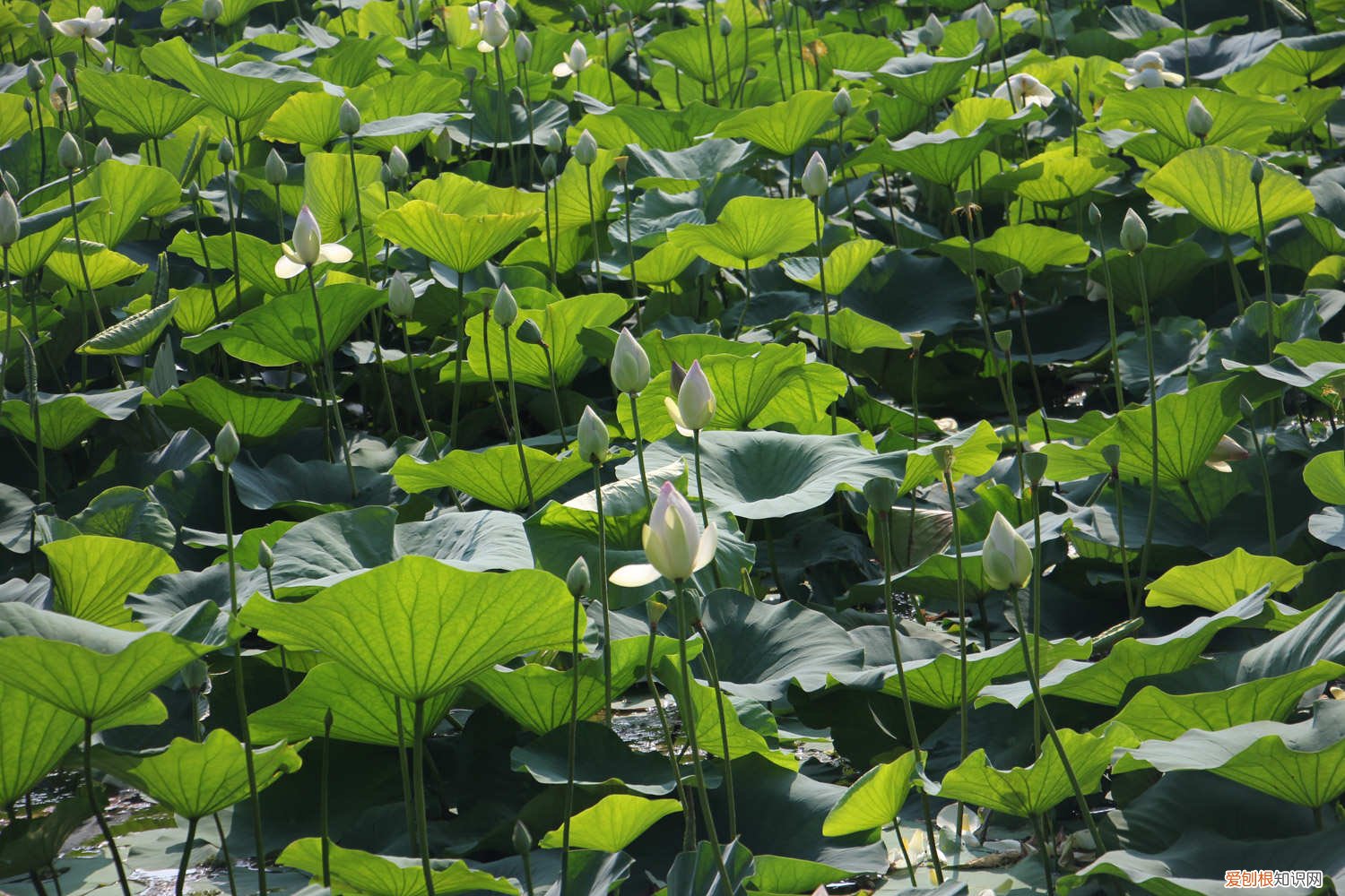 荷花不放土可以吗 荷花不用土可以吗