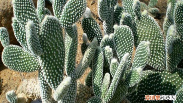 白毛掌怎么养才能开花 白毛掌怎么养