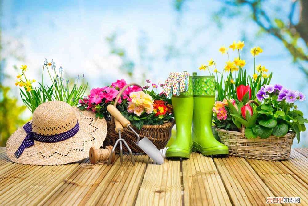 夏雪草怎么养才能开花 夏雪草怎么养