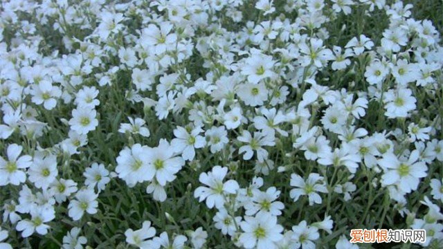 夏雪草怎么养才能开花 夏雪草怎么养
