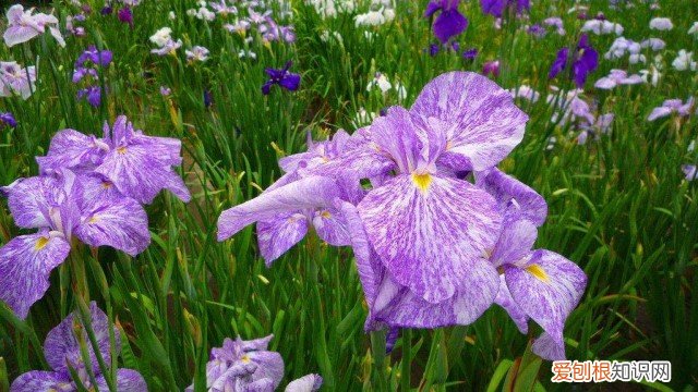 玉蝉花的种植方法和管理 玉蝉花的种植方法