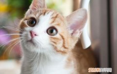 猫咪眼睛有透明分泌物正常吗 猫咪眼睛有透明分泌物