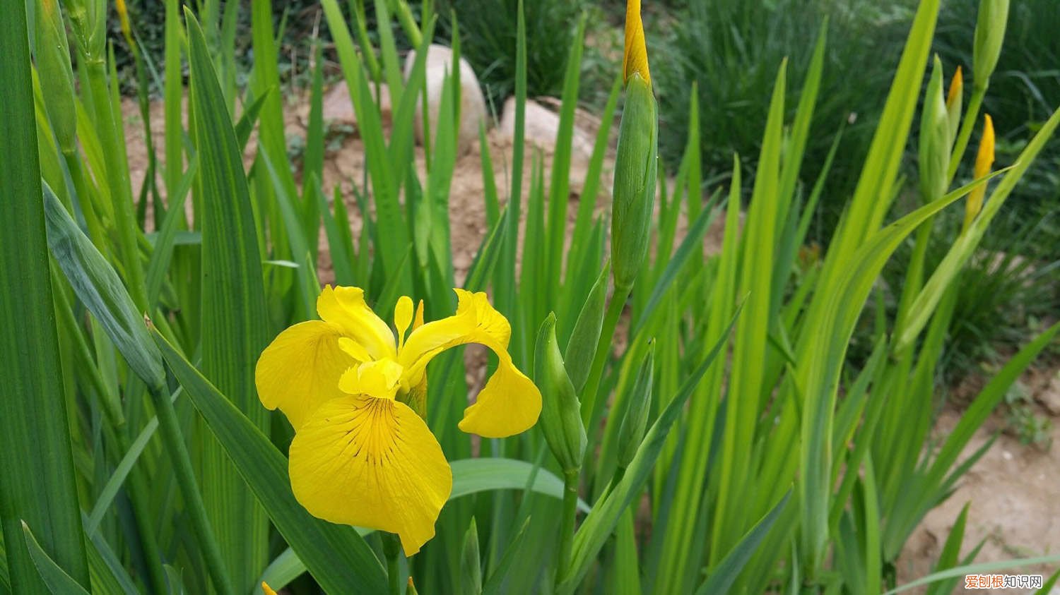 黄菖蒲生长环境 黄菖蒲的种植方法