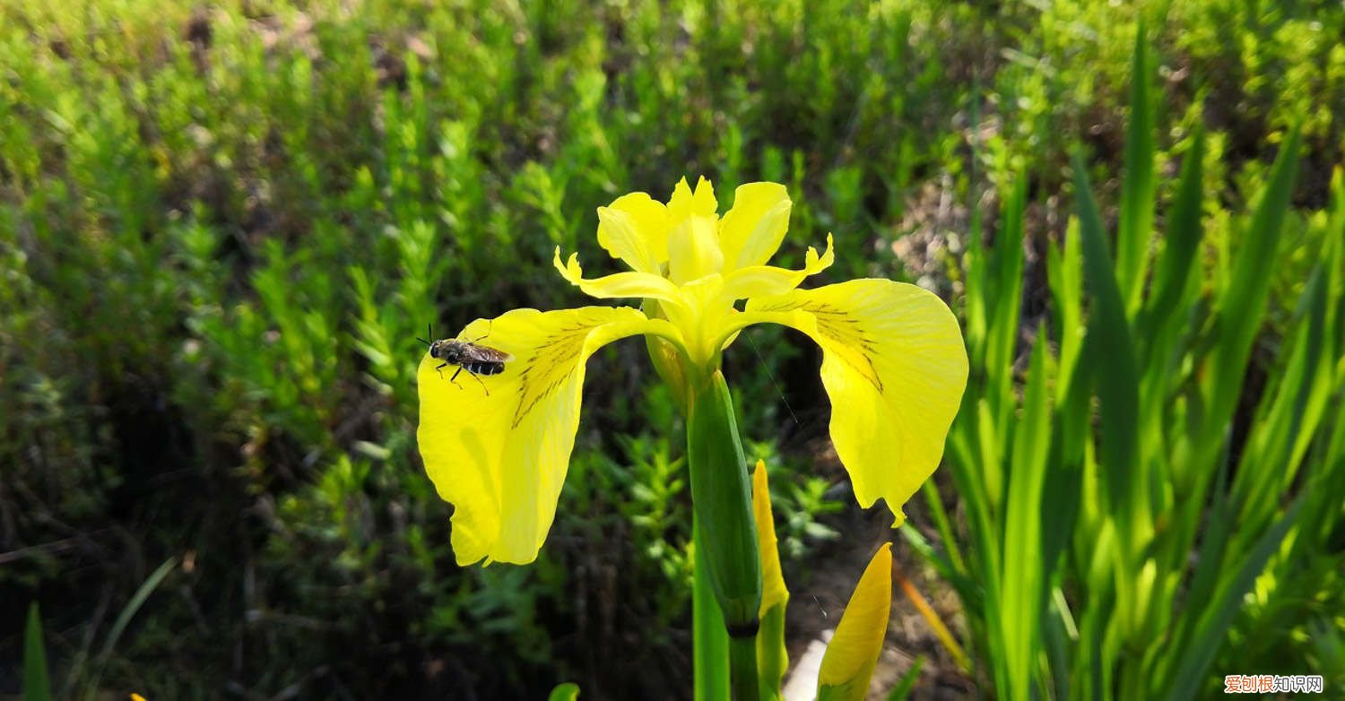 黄菖蒲生长环境 黄菖蒲的种植方法