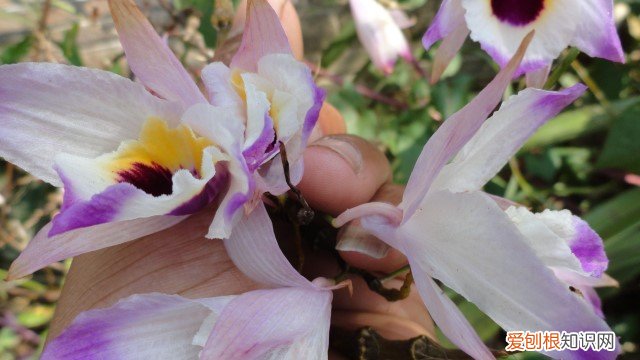 串珠石斛兰 串珠石斛怎么种植