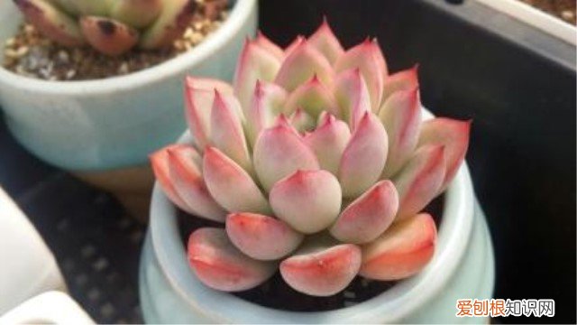 雨燕大保养都需要更换哪些 雨燕座的养护技巧