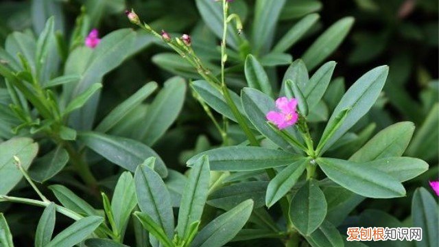 人参种什么土最好 土人参怎么种