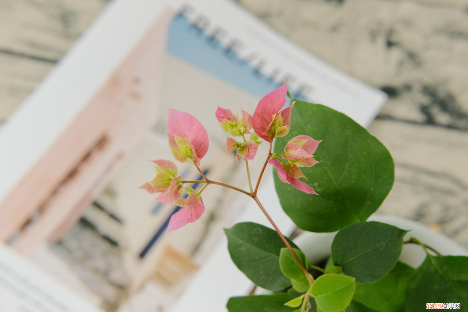 三角梅怎么繁殖成活率高 三角梅怎么繁殖