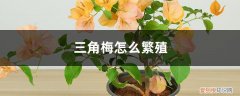 三角梅怎么繁殖成活率高 三角梅怎么繁殖