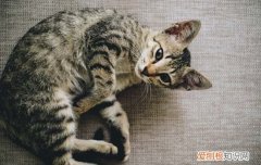 猫咪呼吸急促怎么处理 猫咪呼吸急促处理方法