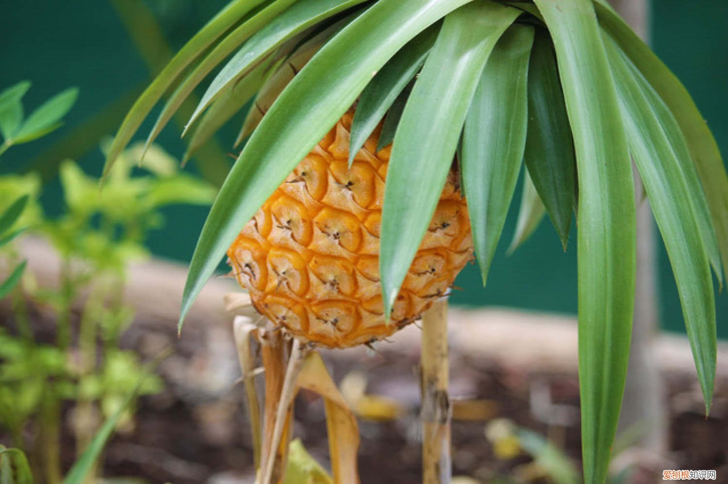 菠萝花怎么养才能开花 菠萝花怎么养