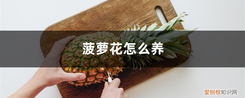 菠萝花怎么养才能开花 菠萝花怎么养