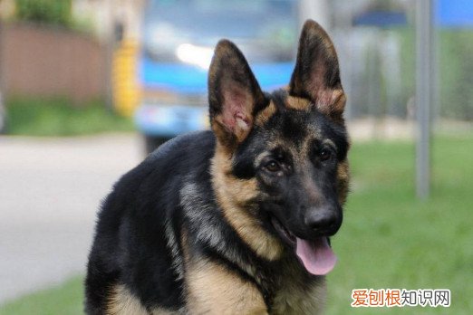 德牧幼犬吃什么食物好 可以适当吃一些辅食