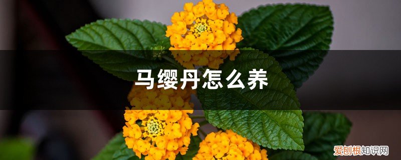 马缨丹怎么养才能开花 马缨丹怎么养