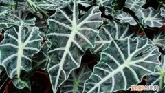 花叶芋怎么养 黑叶芋怎么养