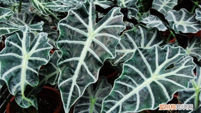 花叶芋怎么养 黑叶芋怎么养