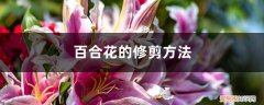 百合花的修剪方法视频教程 百合花的修剪方法