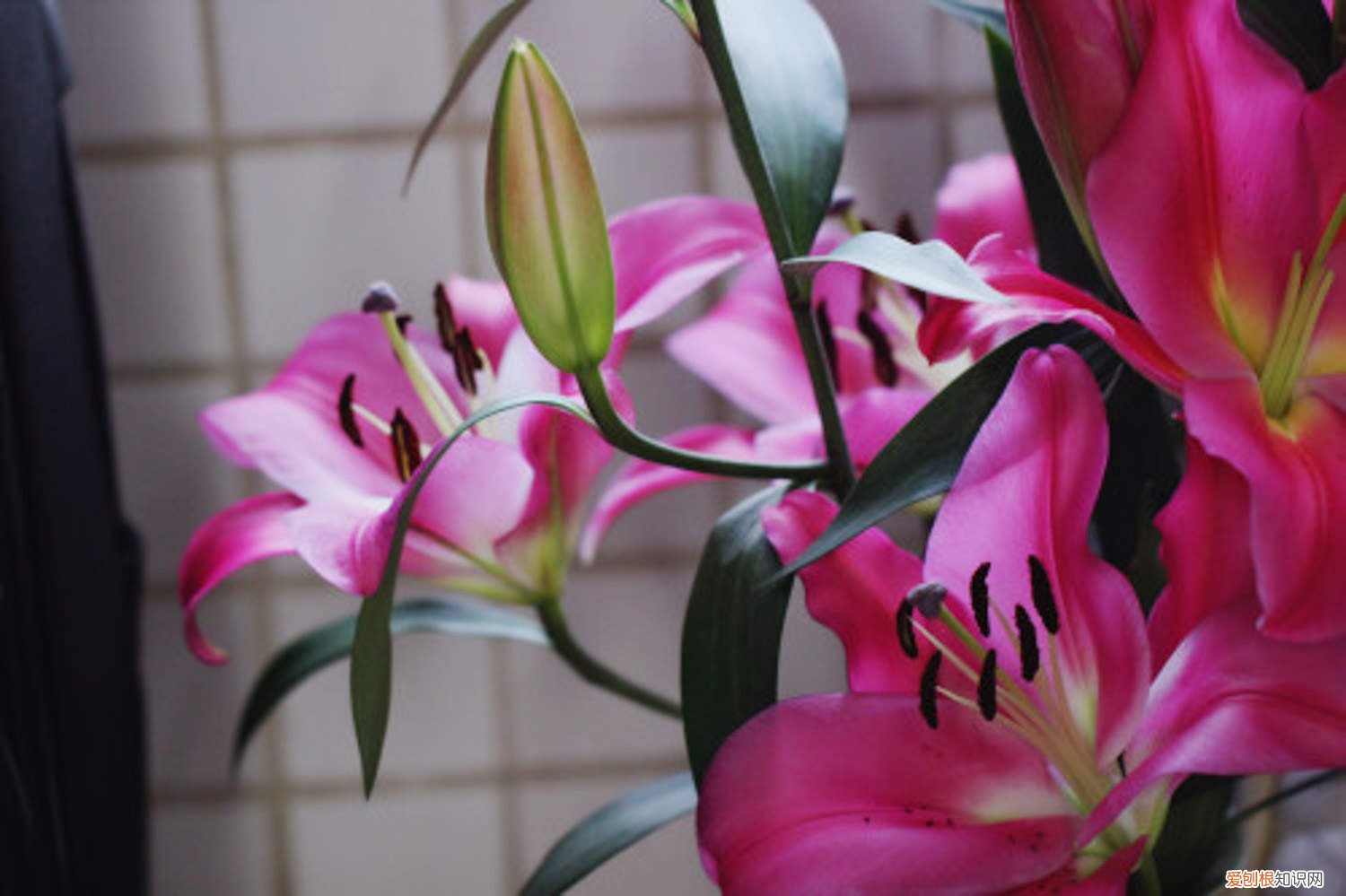 百合花的修剪方法视频教程 百合花的修剪方法