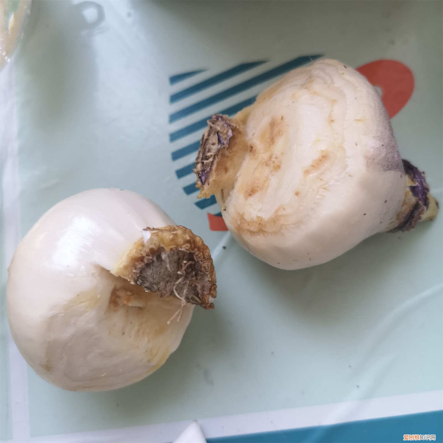 风信子开花后怎么处理掉 风信子开花后怎么处理