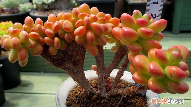 丸叶松之绿养殖方法 丸叶松绿怎么养