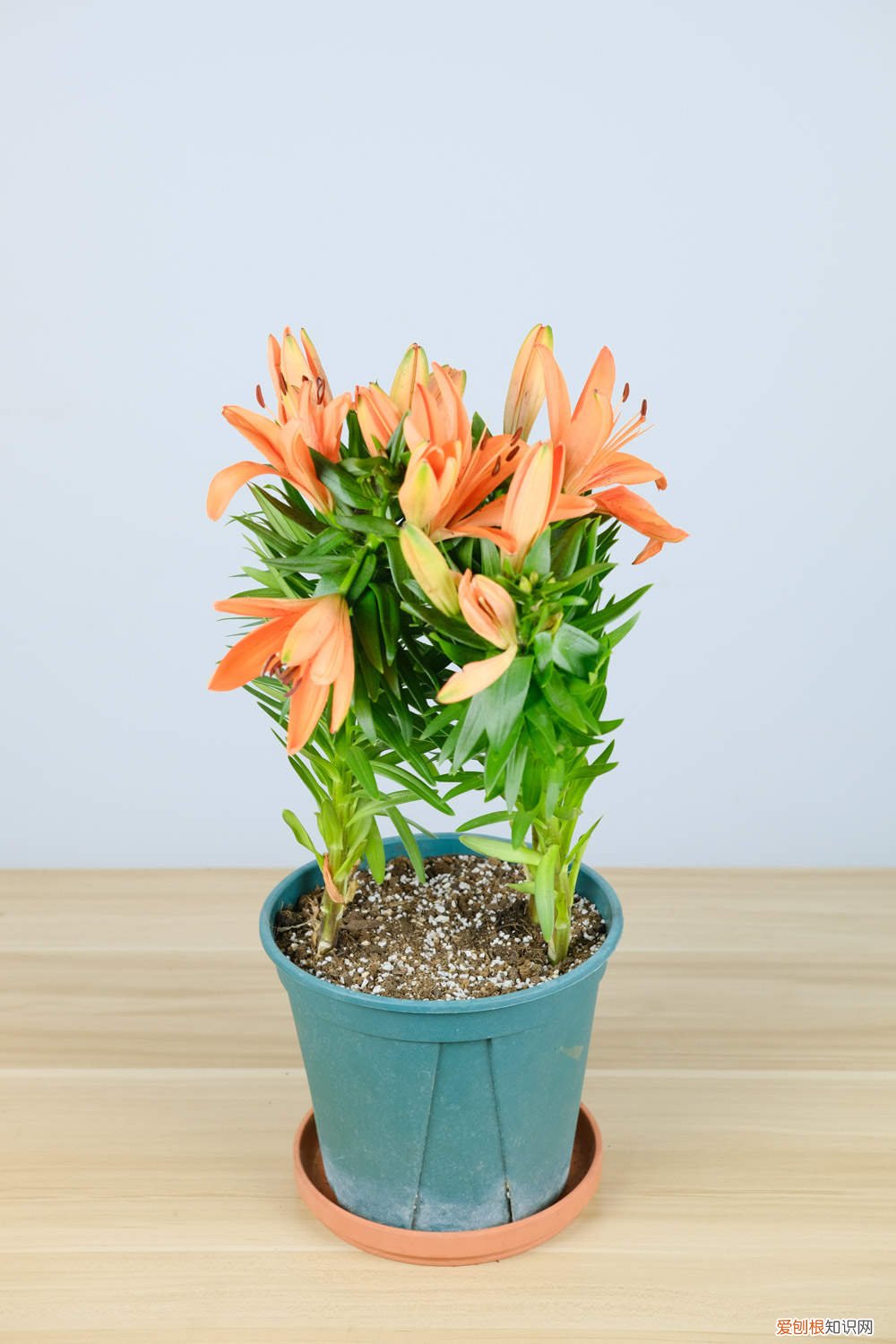 土培百合花开花后怎么处理 百合花开花后怎么处理