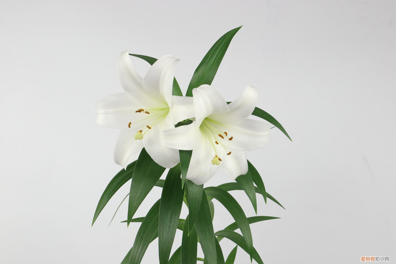 土培百合花开花后怎么处理 百合花开花后怎么处理