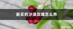 刚买的沙漠玫瑰怎么养 新买的沙漠玫瑰怎么养