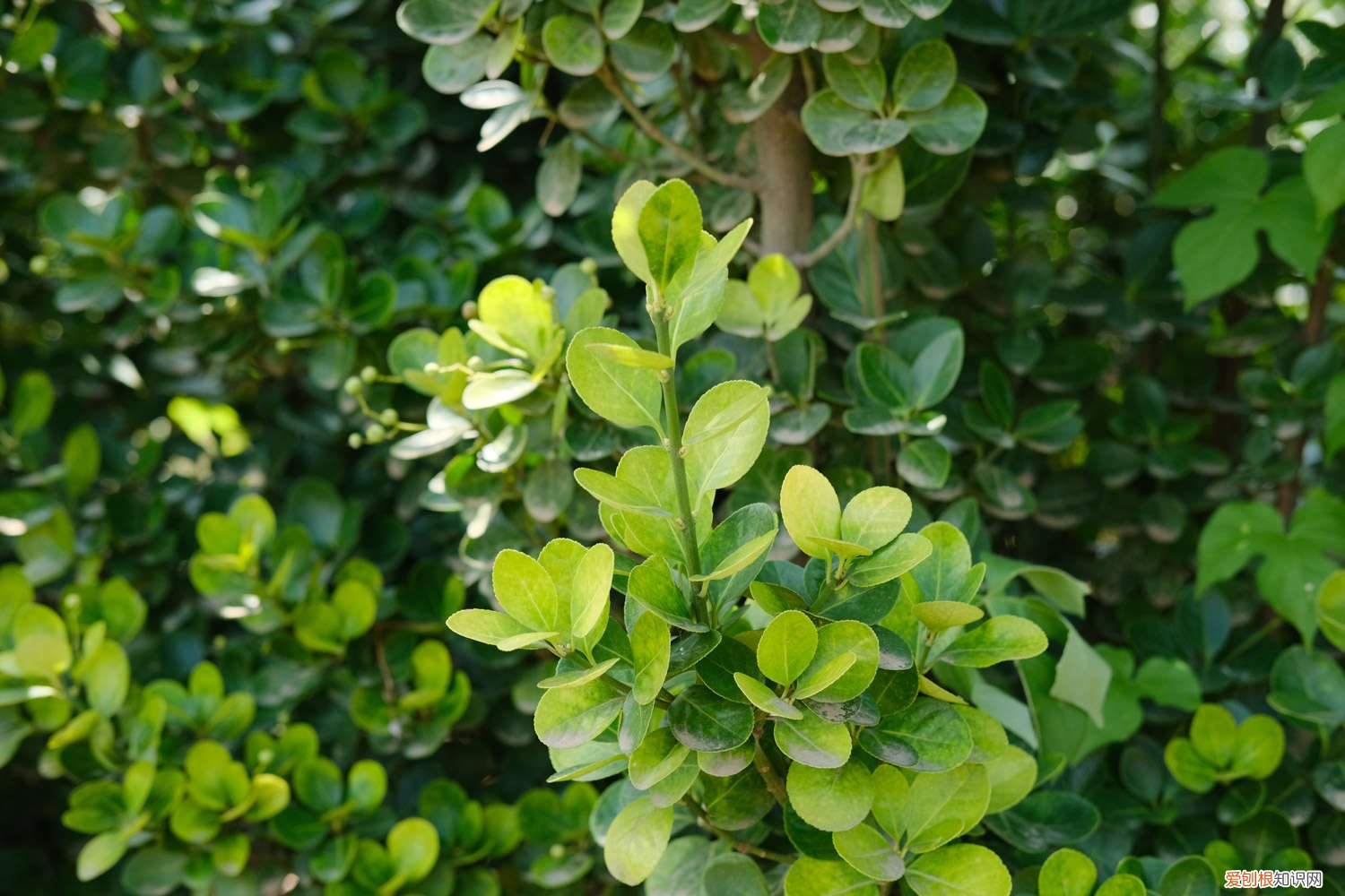 黄杨树怎么养枝叶茂盛 黄杨树怎么养