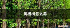 黄杨树怎么养枝叶茂盛 黄杨树怎么养