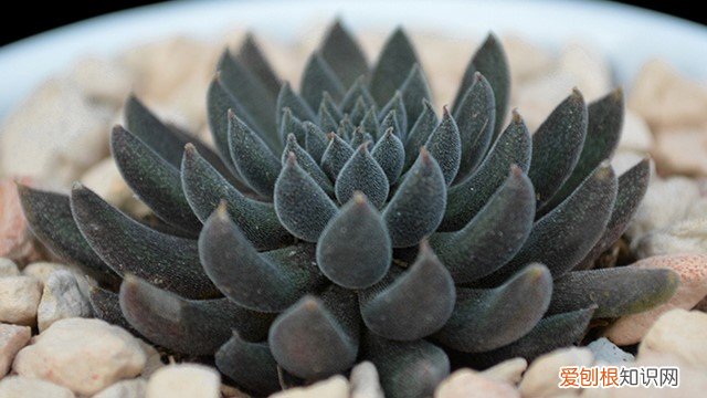 石莲怎么种植 云南石莲怎么养