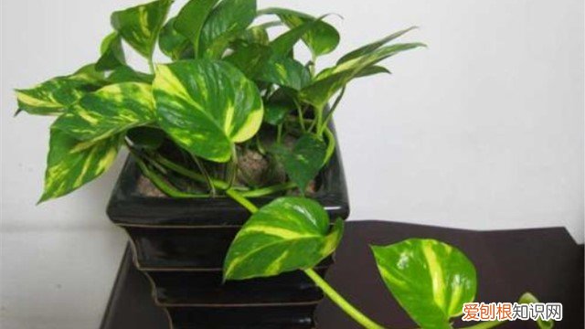 魔鬼藤有毒吗 魔鬼藤怎么养