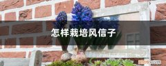 怎样栽培风信子花 怎样栽培风信子