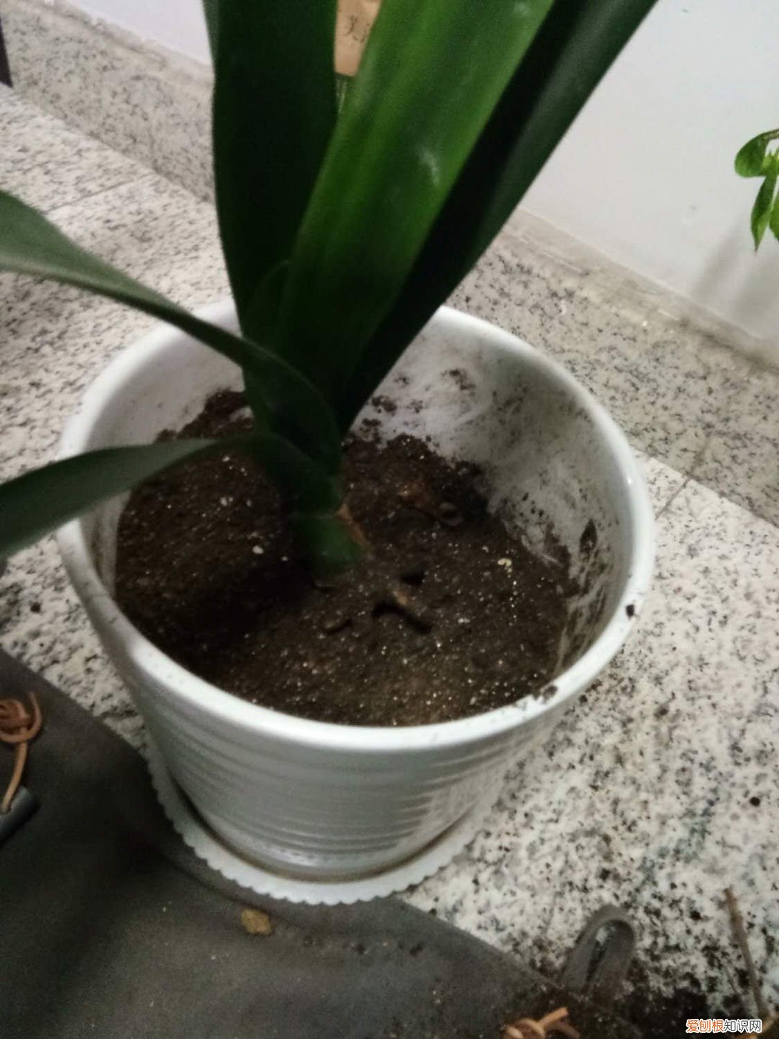 君子兰浇啤酒好吗? 君子兰浇啤酒的好处