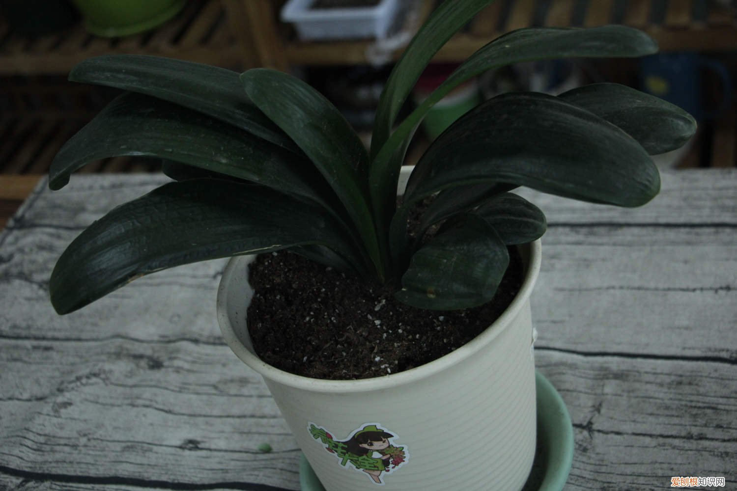 君子兰浇啤酒好吗? 君子兰浇啤酒的好处