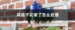 风信子花谢了怎么办 风信子花谢了怎么处理
