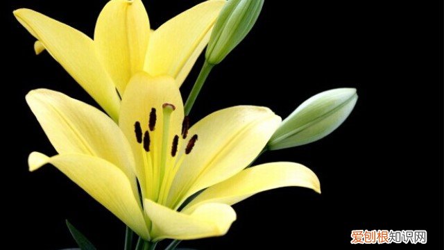 金百合怎么养 黄百合怎么养