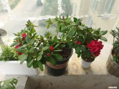 杜鹃花怎么浇水怎么养 杜鹃花怎么浇水