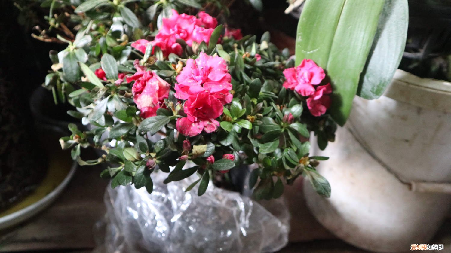 杜鹃花怎么浇水怎么养 杜鹃花怎么浇水