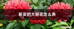 盆栽大丽花怎么养 新买的大丽花怎么养