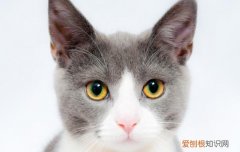 猫咪眼角泪痕重 猫泪痕重眼睛下边掉毛