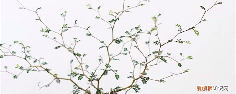 童话树怎么养,童话树图片大全 童话树怎么养，童话树图片