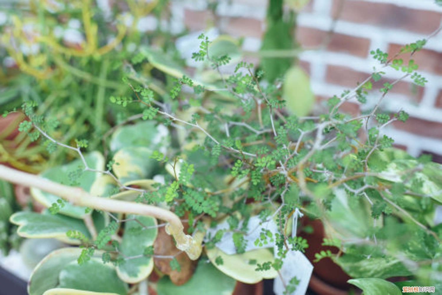 童话树怎么养,童话树图片大全 童话树怎么养，童话树图片