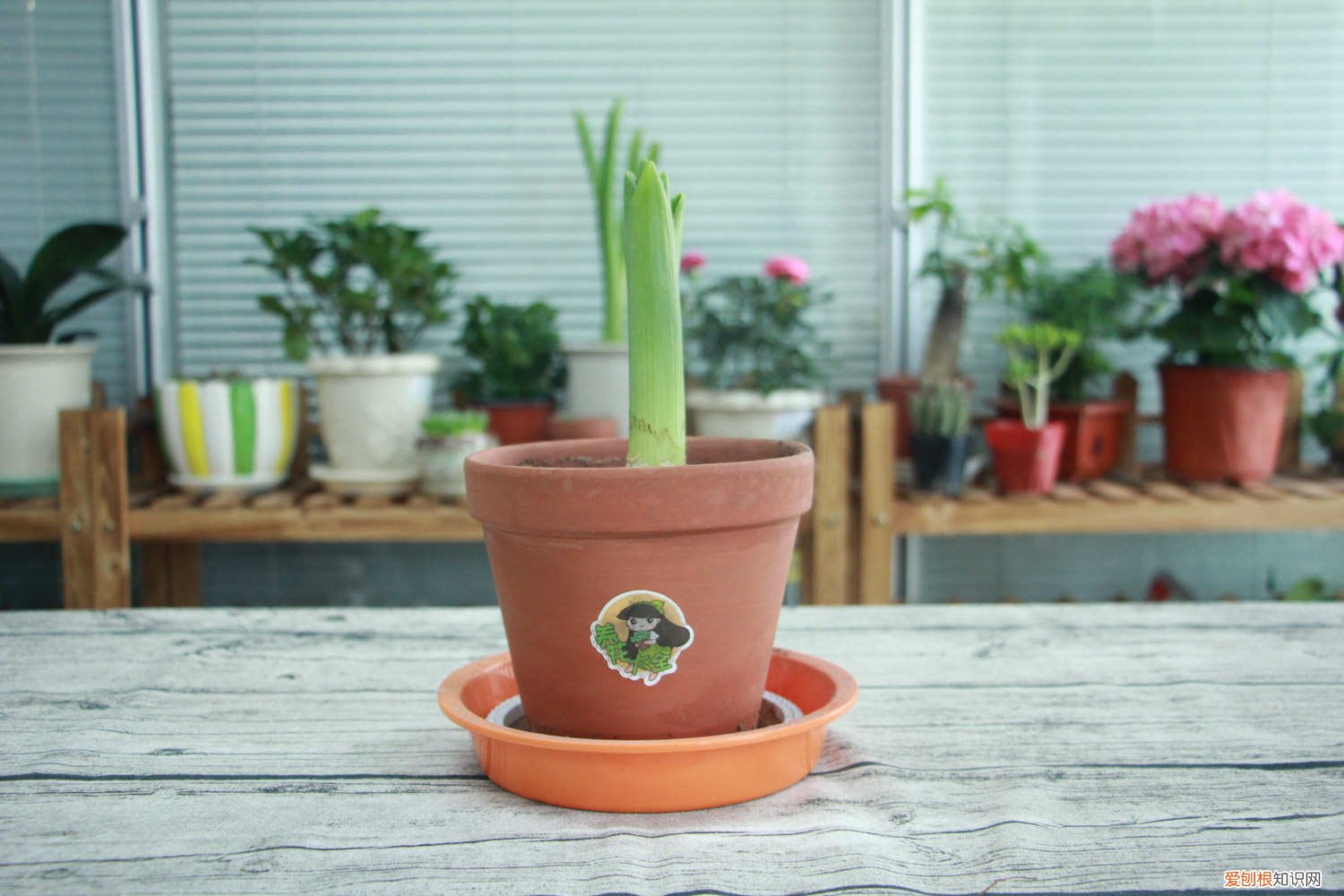 风信子怎样土养 风信子用土怎么养