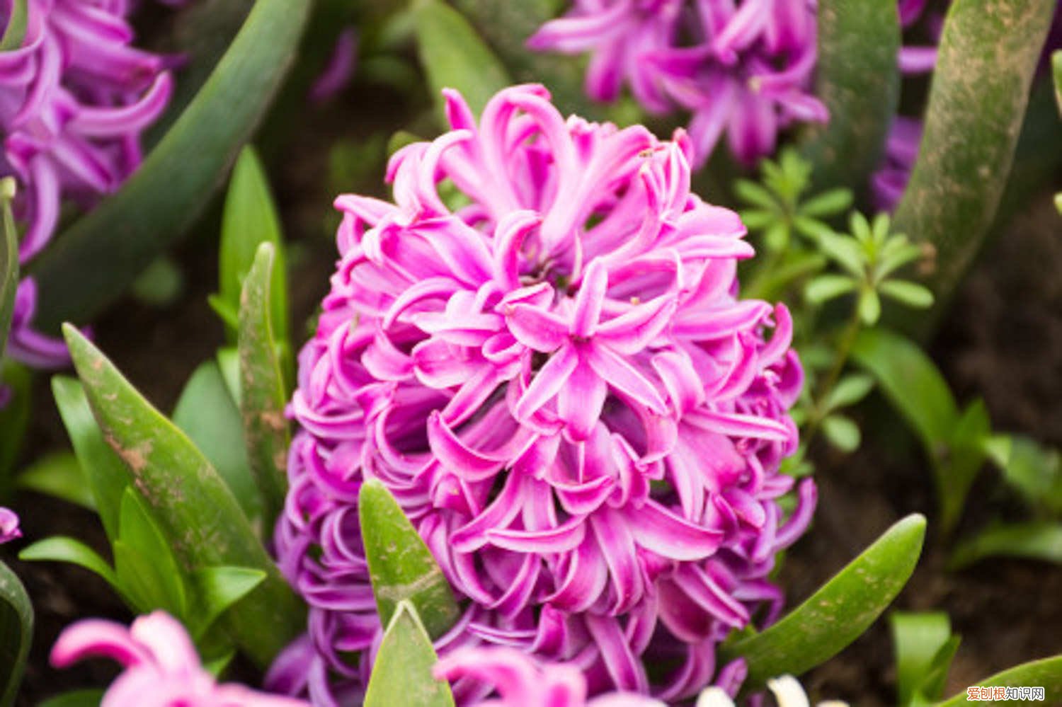 风信子怎样土养 风信子用土怎么养