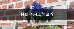 风信子怎样土养 风信子用土怎么养