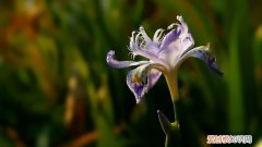 扁竹兰的养殖方法 扁竹兰怎么养