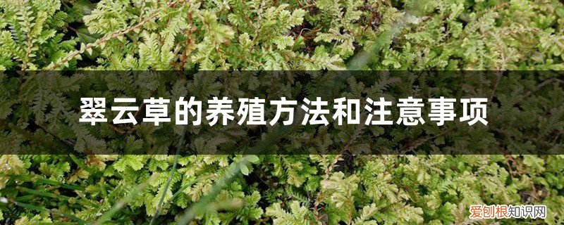 翠云草养殖养护方法 翠云草的养殖方法和注意事项