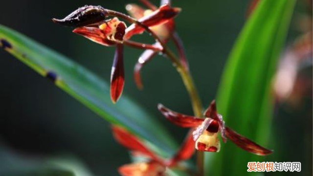 墨兰报岁兰的养殖方法 报岁兰怎么养